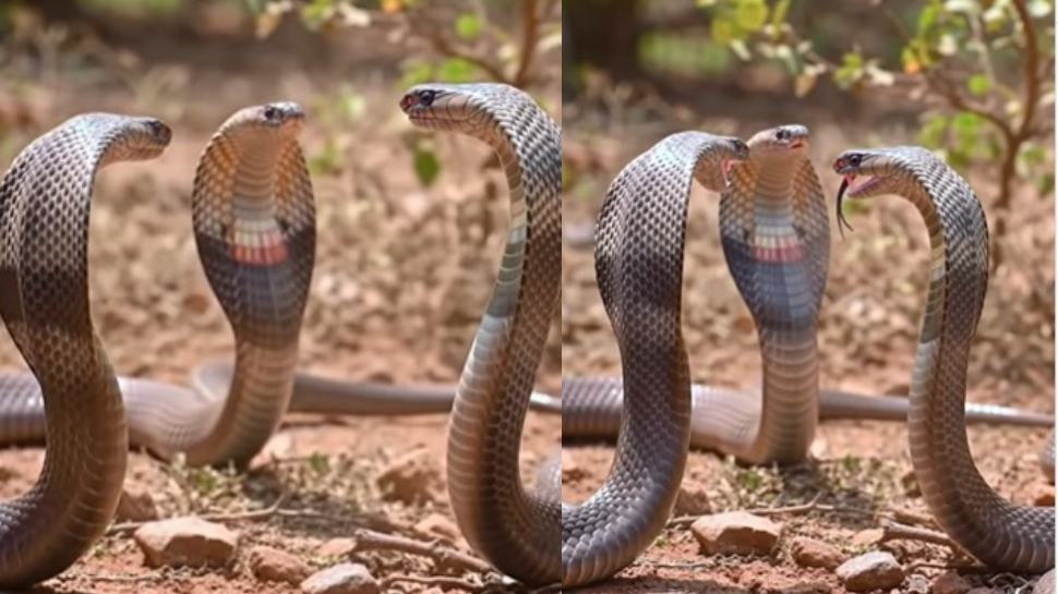 King Cobra Snake Video: వామ్మో.. భయంకరంగా ఫైటింగ్కు దిగిన మూడు నాగు పాములు.. వీడియో చూస్తే షాక్ అవ్వాడం పక్కా.. King Cobra Snake Video: వామ్మో.. భయంకరంగా ఫైటింగ్కు దిగిన మూడు నాగు పాములు.. వీడియో చూస్తే షాక్ అవ్వాడం పక్కా..