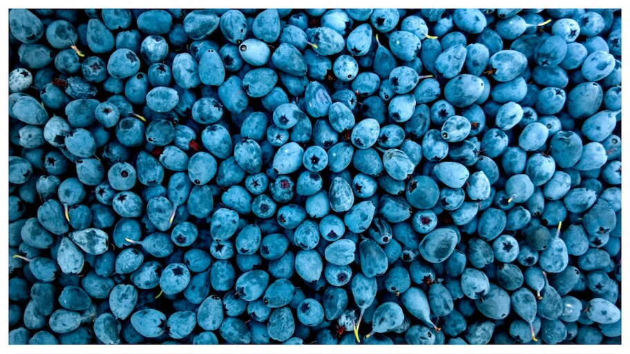 Blueberry: పోషకాలకు పవర్ హౌస్ బ్లూ బెర్రీస్.. ఈ 5 ఫుల్‌ బెనిఫిట్స్‌..