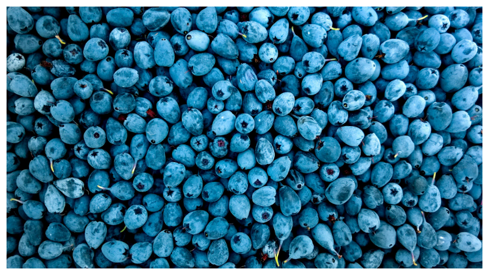 Blueberry: పోషకాలకు పవర్ హౌస్ బ్లూ బెర్రీస్.. ఈ 5 ఫుల్ బెనిఫిట్స్.. Blueberry: పోషకాలకు పవర్ హౌస్ బ్లూ బెర్రీస్.. ఈ 5 ఫుల్ బెనిఫిట్స్..
