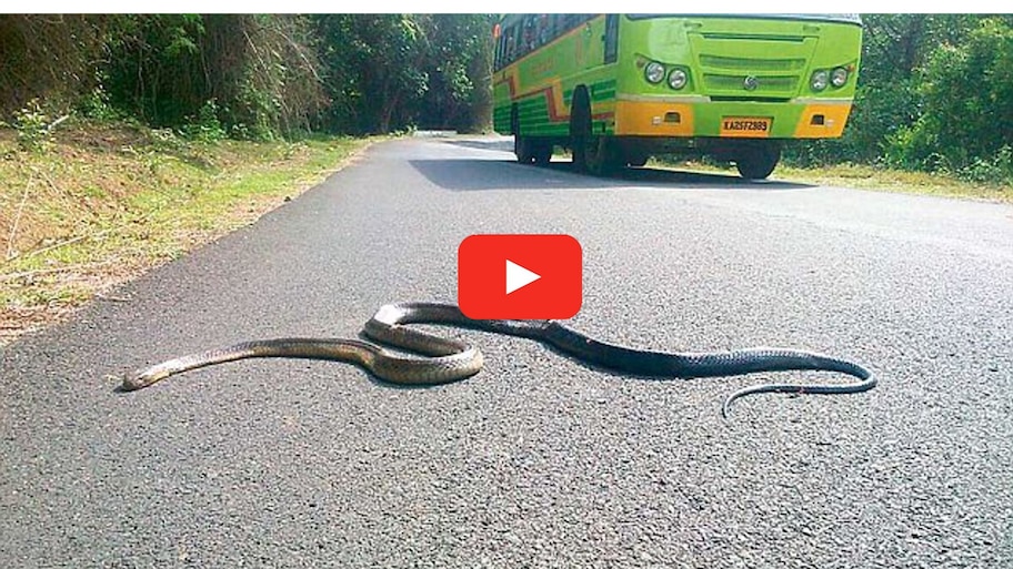 Dangerous King Cobra Into An Rtc Bus Video | King Cobra Video: ఆర్టీసీ ...