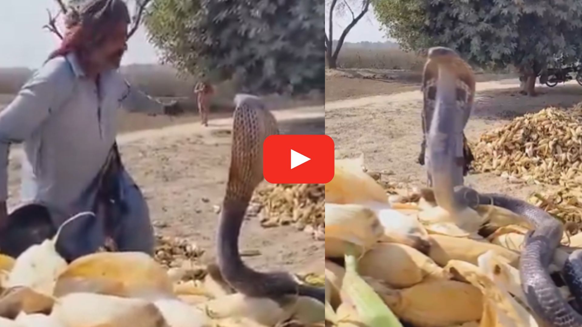 Cobra Video Viral: వామ్మో.. ఇది మామూలు పాము కాదండోయ్.. వీడియో చూస్తే మీరే అంటారు..