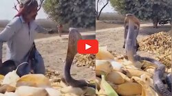 Cobra Video Viral: వామ్మో.. ఇది మామూలు పాము కాదండోయ్.. వీడియో చూస్తే మీరే అంటారు..