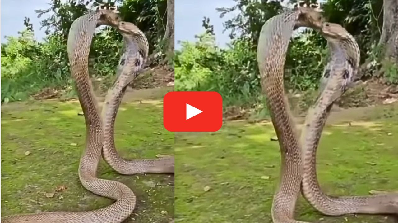 Snake RomanceVideo: ఇదెక్కడి రొమాన్స్.. ముద్దు పెట్టుకుంటున్న రెండు కింగ్ కోబ్రాలు.. వీడియో చూడండి..