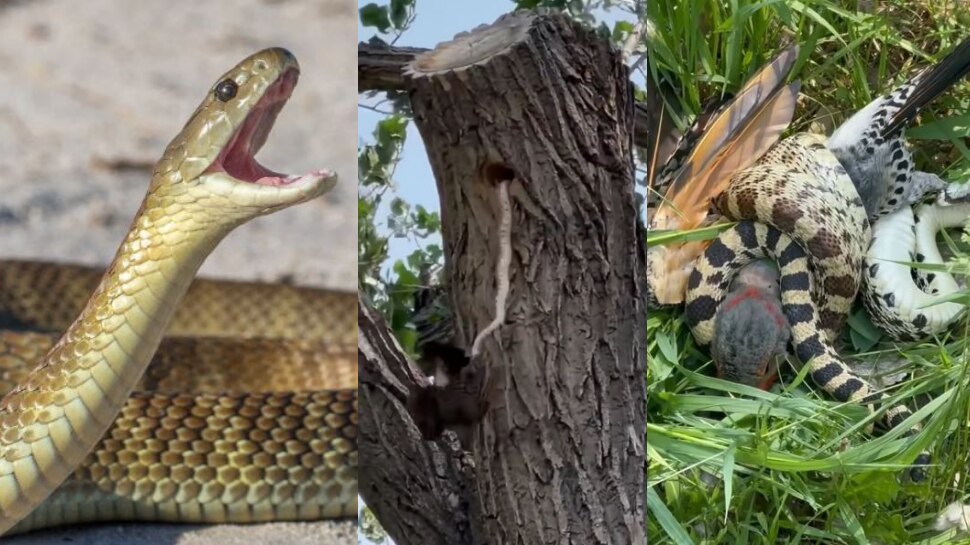 Snake Video: తల్లి ప్రేమకు మరో నిదర్శనం.. పిల్లల కోసం భయంకరమైన పాముతో పక్షి తల్లి పోరాటం.. వీడియో వైరల్..