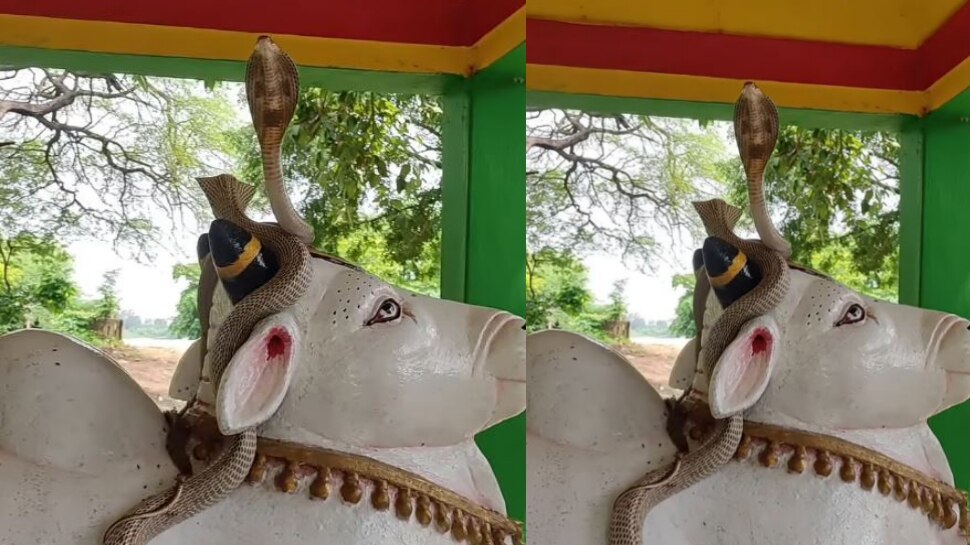 King Cobra Snakes Video: నిర్జల ఏకాదశి వేళ అద్భుతం.. నందీశ్వరుడి కొమ్ముల రెండు భారీ నాగుపాములు.. వీడియో ఇదే..