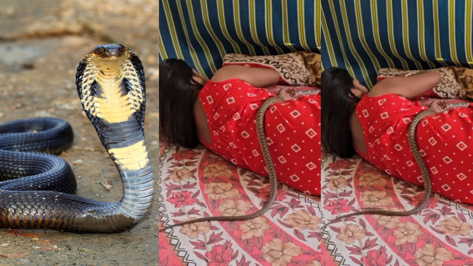 Cobra Snake Video: నిద్రిస్తున్న యువతి నడుము మీద నాగు పాము హల్ చల్.. వైరల్ గా మారిన వీడియో... Cobra Snake Video: నిద్రిస్తున్న యువతి నడుము మీద నాగు పాము హల్ చల్.. వైరల్ గా మారిన వీడియో...