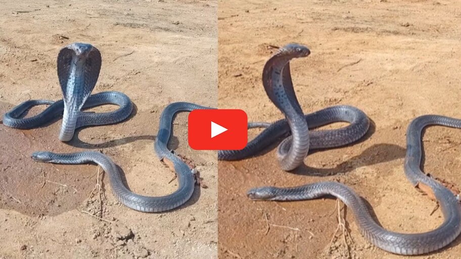 Venomous Snake Crying Video Viral | Snake Crying Video: పాపం నాగుపాము ...