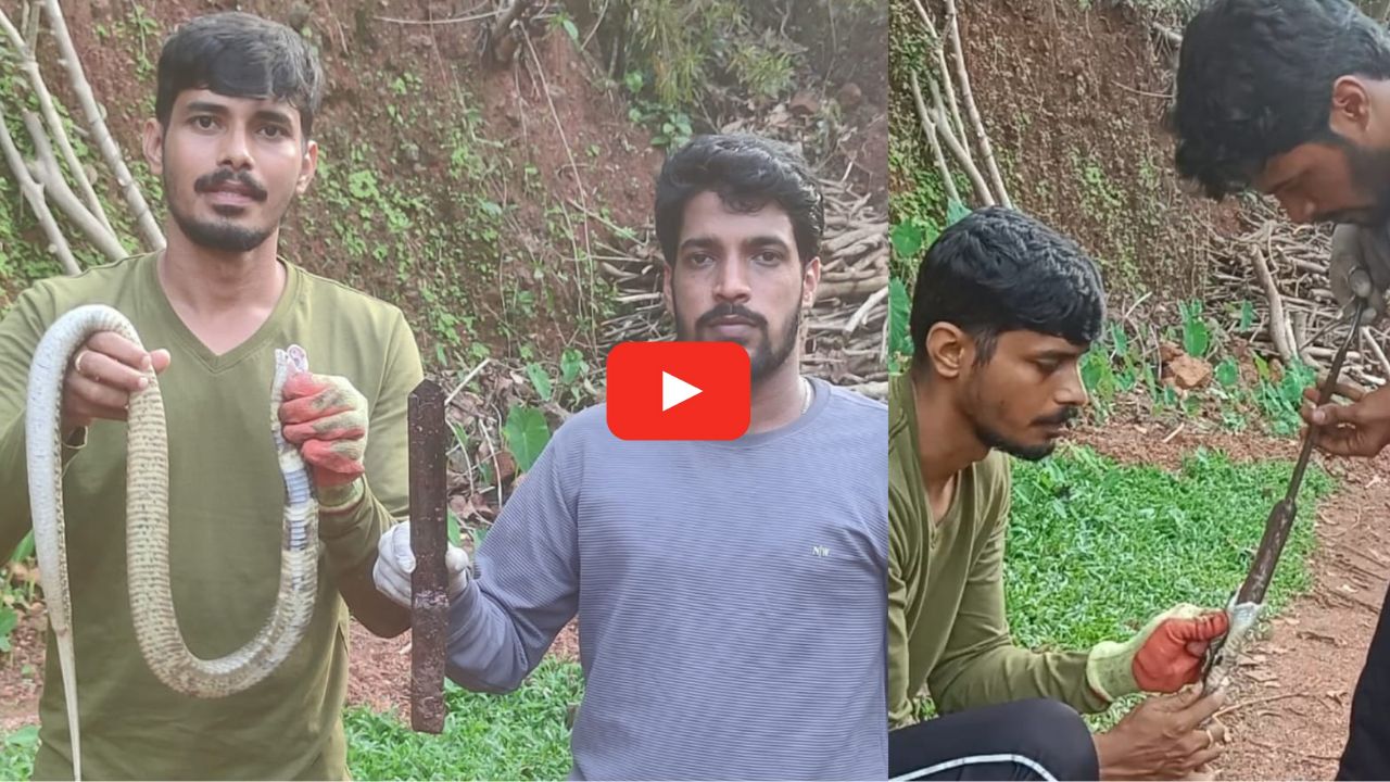 Snake Video: 2 అంగుళాల కత్తిని మింగిన పాము.. తల పట్టి ఏం చేశారంటే.. వీడియో.. Snake Video: 2 అంగుళాల కత్తిని మింగిన పాము.. తల పట్టి ఏం చేశారంటే.. వీడియో..