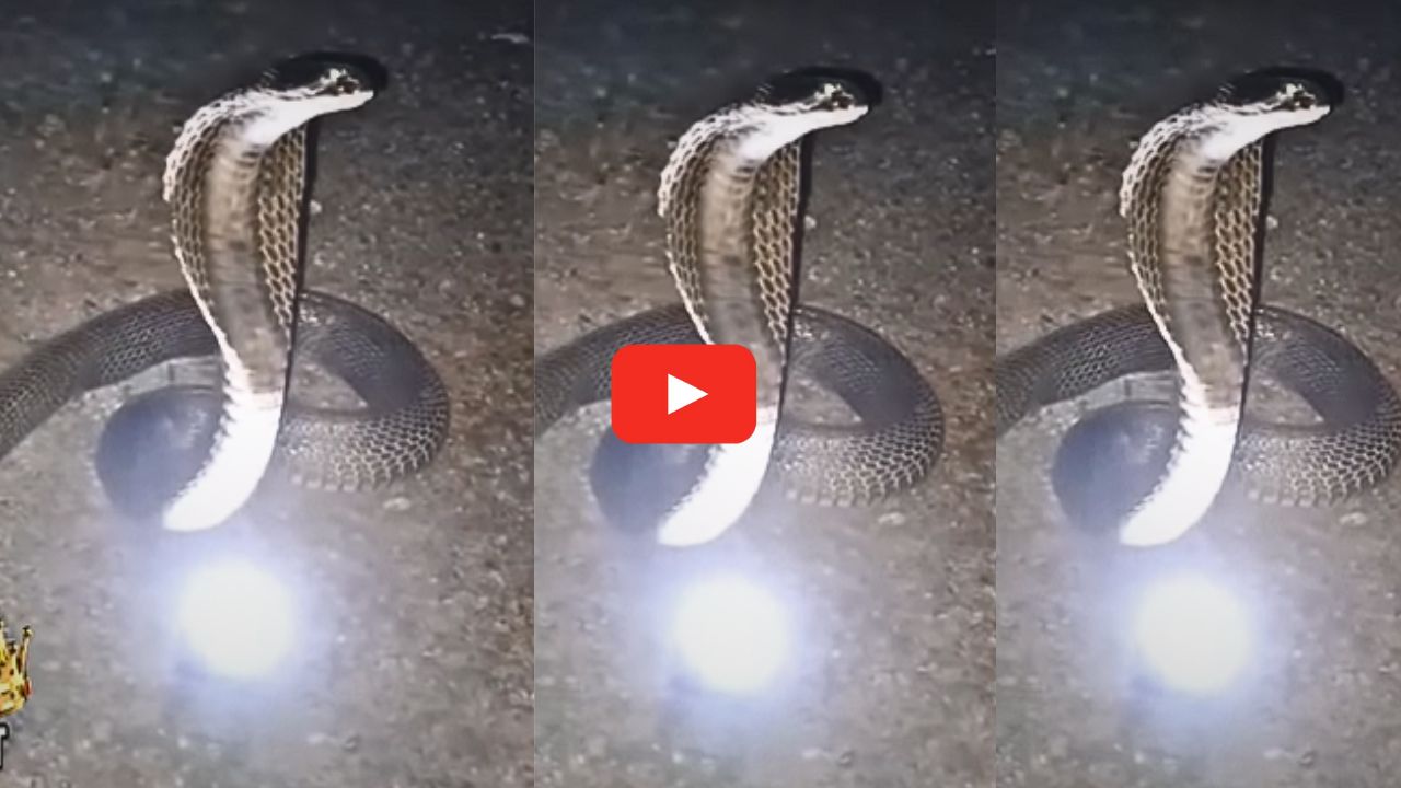 Nagamani Pearl Stone Video Watch: పాము తలభాగం నుంచి కింద పడ్డ నాగమణి.. ఎలా మెరుస్తుందో మీరే చూడండి.. వీడియో ఇదే..