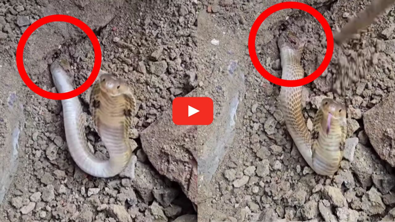 Two-piece Cobra Video: పాపం.. రెండు ముక్కలైన నాగుపాము.. సగం శరీరంతో ఆడుతున్న స్నేక్.. వీడియో.. Two-piece Cobra Video: పాపం.. రెండు ముక్కలైన నాగుపాము.. సగం శరీరంతో ఆడుతున్న స్నేక్.. వీడియో..