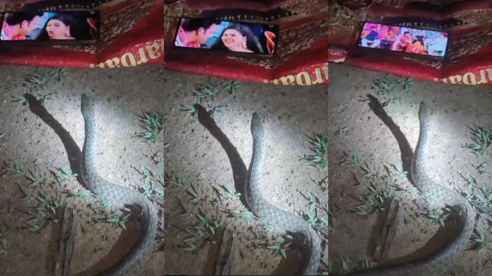 Snake Watching Mobile Video: ఐపాయ్.. పాముని కూడా చెడకొట్టారా..?... సెల్ ఫోన్ చూస్తూ మైమర్చిపోయిన కోబ్రా స్నేక్.. వీడియో ఇదే..