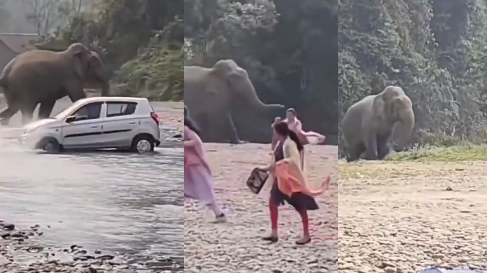 Viral Video: అడవిలో పిక్నిక్ చేసుకుంటున్న ఫ్యామిలీ.. ఇంతలో ఏనుగు సడెన్ ఎంట్రీ.. ఆ తర్వాత..?.. షాకింగ్ వీడియో.. Viral Video: అడవిలో పిక్నిక్ చేసుకుంటున్న ఫ్యామిలీ.. ఇంతలో ఏనుగు సడెన్ ఎంట్రీ.. ఆ తర్వాత..?.. షాకింగ్ వీడియో..