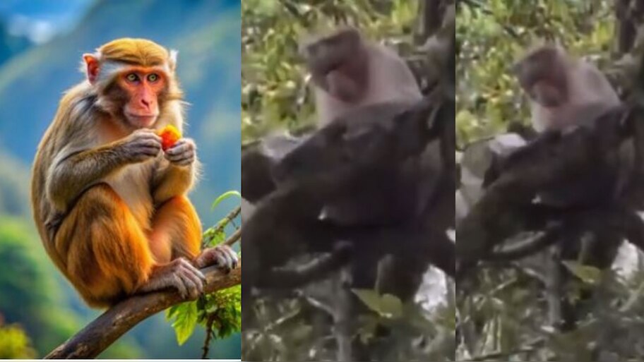 Monkey Viral Video: అరె వావ్.. టూరిస్టుల మీద   రూ. 500 నోట్ల వర్షాన్ని కురిపించిన వానరం.. నెట్టింట ట్రెండ్ అవుతున్న వీడియో.. 