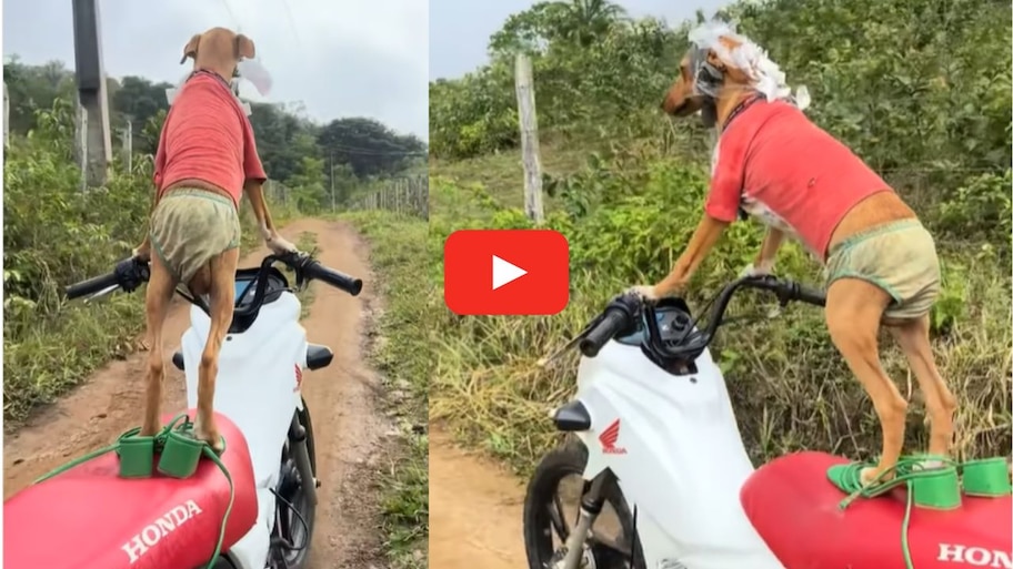 Dog Driving Bike Video: ఇదెక్కడి మాస్ రా మామ.. హోండా బండి నడుపుతున్న వీధి కుక్క.. వీడియో చూస్తే పరేషాన్ అవుతారు..