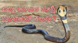 Snake Watch: పొద్దుపొద్దున్నే పామును చూస్తే శుభం జరుగుతుందా? లేదా అశుభమా?