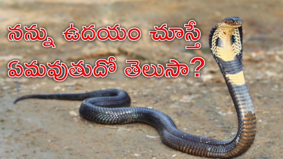 Snake Watch: పొద్దుపొద్దున్నే పామును చూస్తే శుభం జరుగుతుందా? లేదా అశుభమా? Snake Watch: పొద్దుపొద్దున్నే పామును చూస్తే శుభం జరుగుతుందా? లేదా అశుభమా?
