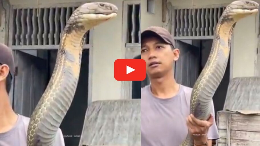 World Largest Giant Cobra Video: ప్రపంచంలోనే అత్యంత పెద్ద నాగుపాము ఇదే.. యువకుడు చేతులతో ఎలా పట్టేసాడో చూడండి.. వీడియో..