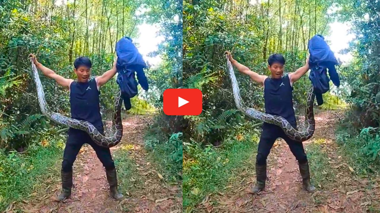 Giant Anaconda Video: వామ్మె.. అత్యంత ప్రమాదకరమైన అనకొండ పామును పట్టుకున్న యువకుడు.. వీడియో.. Giant Anaconda Video: వామ్మె.. అత్యంత ప్రమాదకరమైన అనకొండ పామును పట్టుకున్న యువకుడు.. వీడియో..