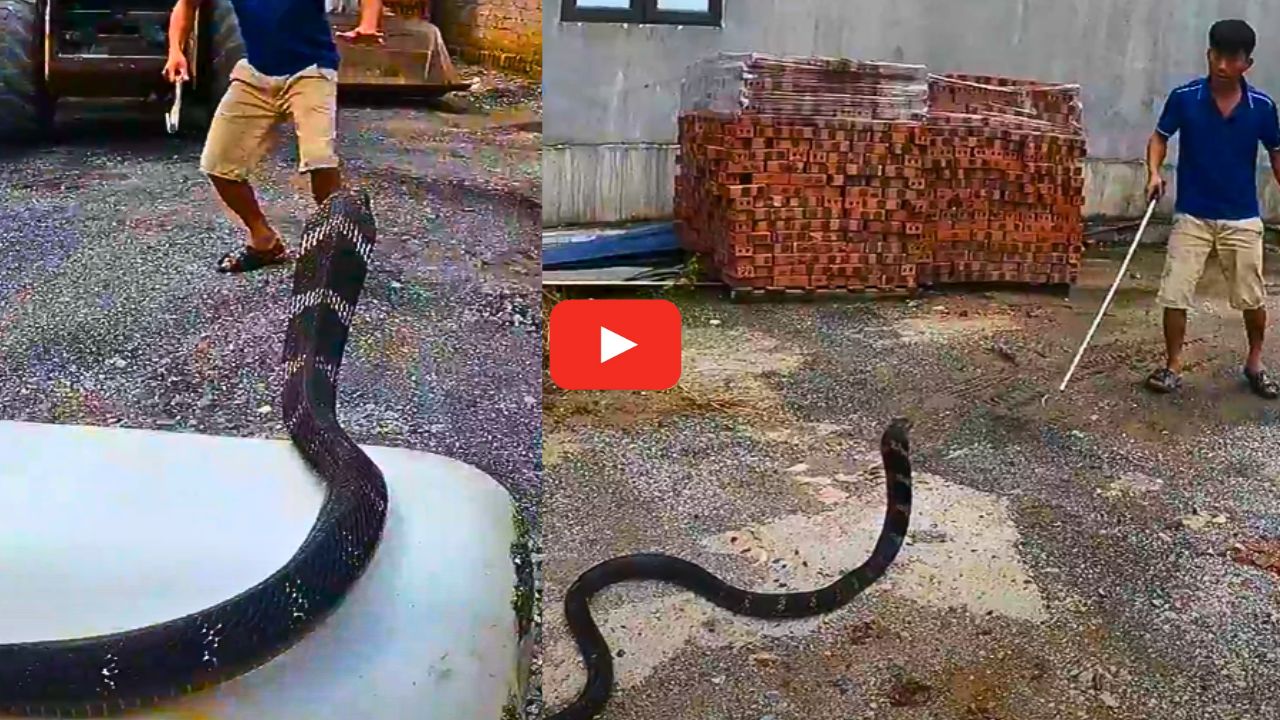 Huge Cobra Video: వామ్మె.. 4 మీటర్ల కింగ్ కోబ్రాను పట్టుకున్న స్నేక్ క్యాచర్ బృందం.. వీడియో చూస్తే పక్కా భయపడాల్సిందే.. Huge Cobra Video: వామ్మె.. 4 మీటర్ల కింగ్ కోబ్రాను పట్టుకున్న స్నేక్ క్యాచర్ బృందం.. వీడియో చూస్తే పక్కా భయపడాల్సిందే..