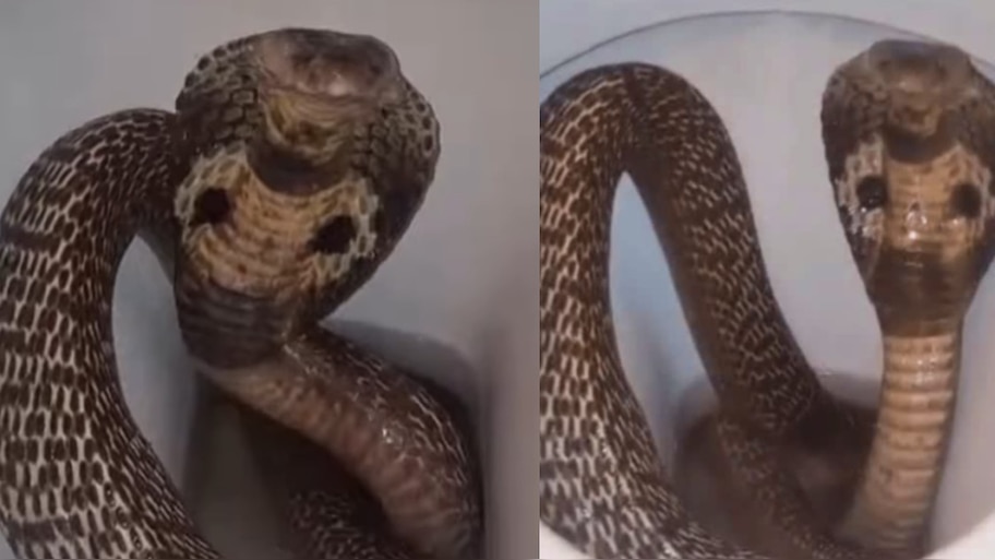  Cobra Snake Video: వామ్మో.. టాయ్ లెట్ లో డెంజరస్ కోబ్రా.. చూస్తుంటే నరాలు కట్ అవ్వడం ఖాయం.!. వీడియో వైరల్..