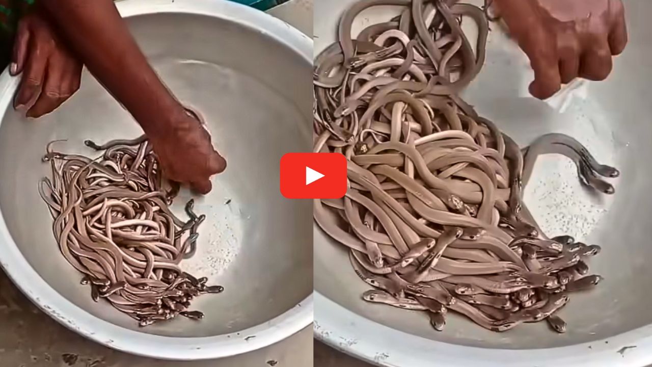 Baby King Cobras video: తట్టలో వందలాది బేబీ కింగ్ కోబ్రాలు.. ఈ వీడియో చూస్తే అస్సలు తినాలనిపించదు..