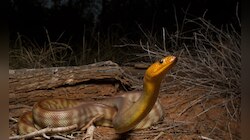 Snakes Signs: మీ ఇంటి చుట్టూ ఇవి కన్పిస్తే పాములు ఉన్నాయని అర్ధం, జాగ్రత్త