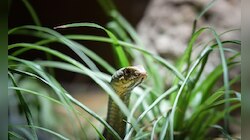 Snake Repellent Tips: పాములు చొరబడకుండా నియంత్రించే అద్భుతమైన 8 చిట్కాలు