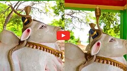 Cobras Snares Video: నంది విగ్రహంపై నాగుపాముల సయ్యాటలు.. సోషల్ మీడియాలో అరుదైన వీడియో వైరల్.. మీరు చూశారా?