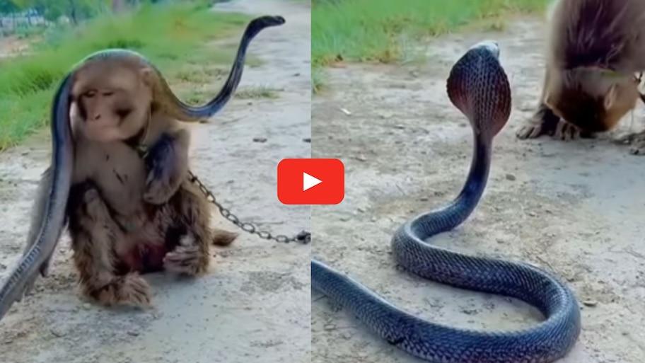 Black King Cobra Video: నల్ల నాగును మెడలో వేసుకున్న కోతి.. వీడియో చూస్తే ఆశ్చర్యం కలగక తప్పదు.. వీడియో..