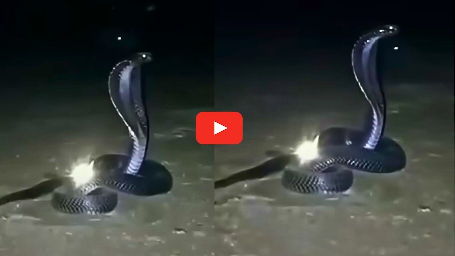Nagamani Video watch: నాగమణి వజ్రానికి కాపలాగా నల్ల నాగుపాము.. అరుదైన వీడియో.. తప్పక చూడండి...