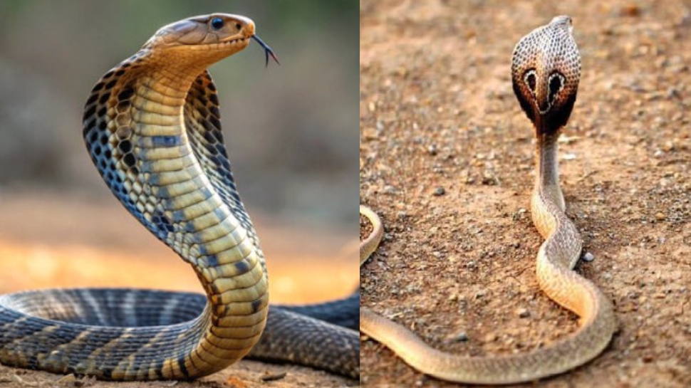 Snake Viral news: కొంప ముంచిన నాగు పాము.. ఏకంగా రూ.50 లక్షల నష్టం.. మ్యాటర్ తెలిస్తే షాక్ అవ్వడం పక్కా.. Snake Viral news: కొంప ముంచిన నాగు పాము.. ఏకంగా రూ.50 లక్షల నష్టం.. మ్యాటర్ తెలిస్తే షాక్ అవ్వడం పక్కా..