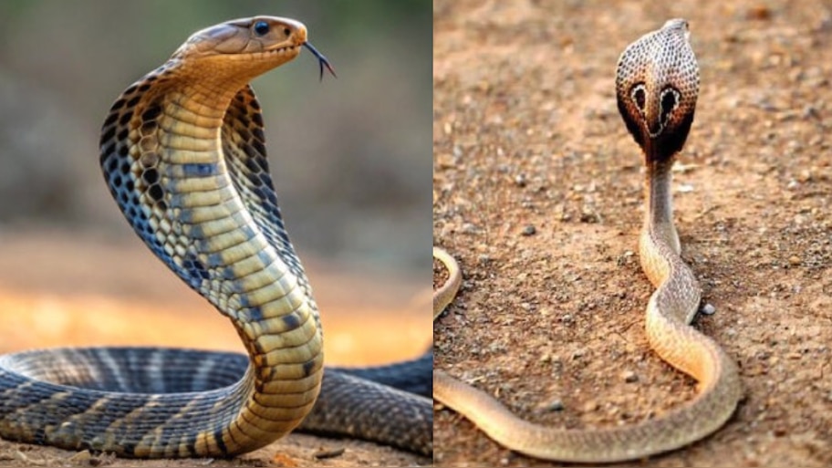 Snake Viral news: కొంప ముంచిన నాగు పాము.. ఏకంగా రూ.50 లక్షల నష్టం.. మ్యాటర్ తెలిస్తే షాక్ అవ్వడం పక్కా..