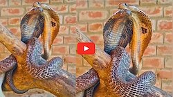 చెట్టుపై రొమాన్స్ చేసుకుంటున్న నాగుపాములు.. వీడియో చూస్తే ఆశ్చర్యపోతారు.. 