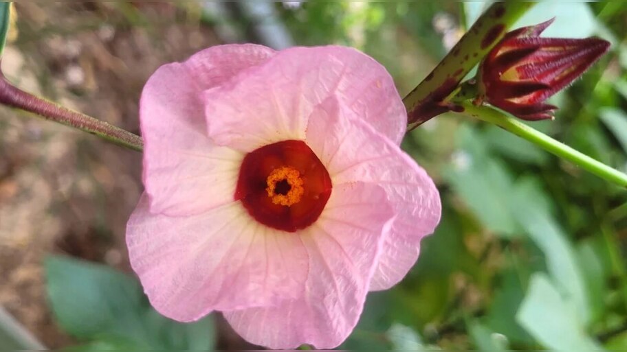 Roselle Plant: రైతులే ఇప్పుడు రాజులు..ఒకే పంటలో నెలకు రూ. 2,00,000 సంపాదన!