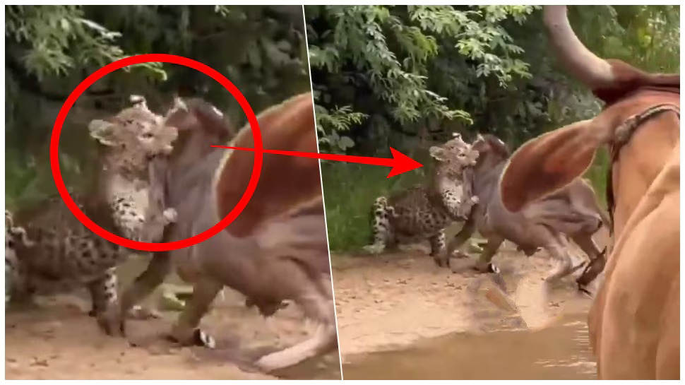 Viral Video: బిడ్డ కోసం చిరుతపులితో పోరాటం..ప్రాణాలను లెక్క చేయలేదు..అది తల్లి ప్రేమ అంటే! Viral Video: బిడ్డ కోసం చిరుతపులితో పోరాటం..ప్రాణాలను లెక్క చేయలేదు..అది తల్లి ప్రేమ అంటే!