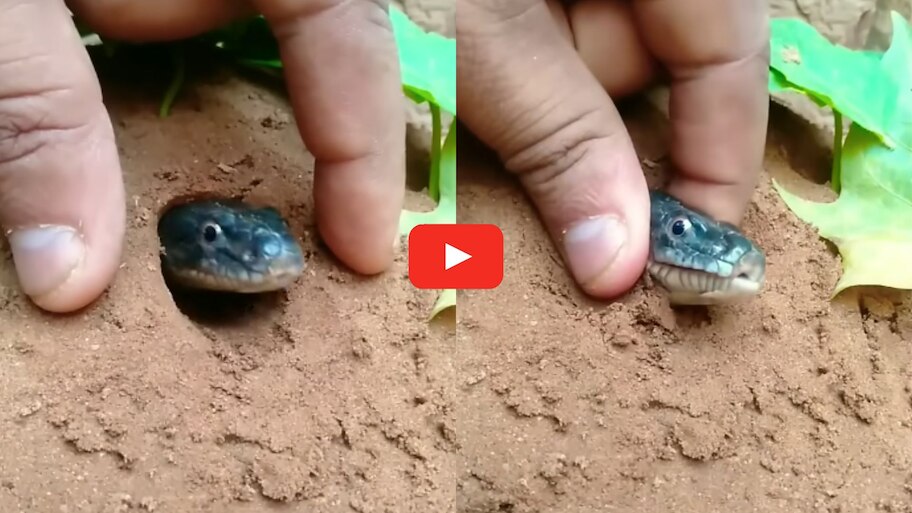 Venomous Snake Video: చేతి రెండు వేళ్లతో విషపూరితమైన  పామును పట్టుకున్న యువకుడు.. వీడియో వైరల్..