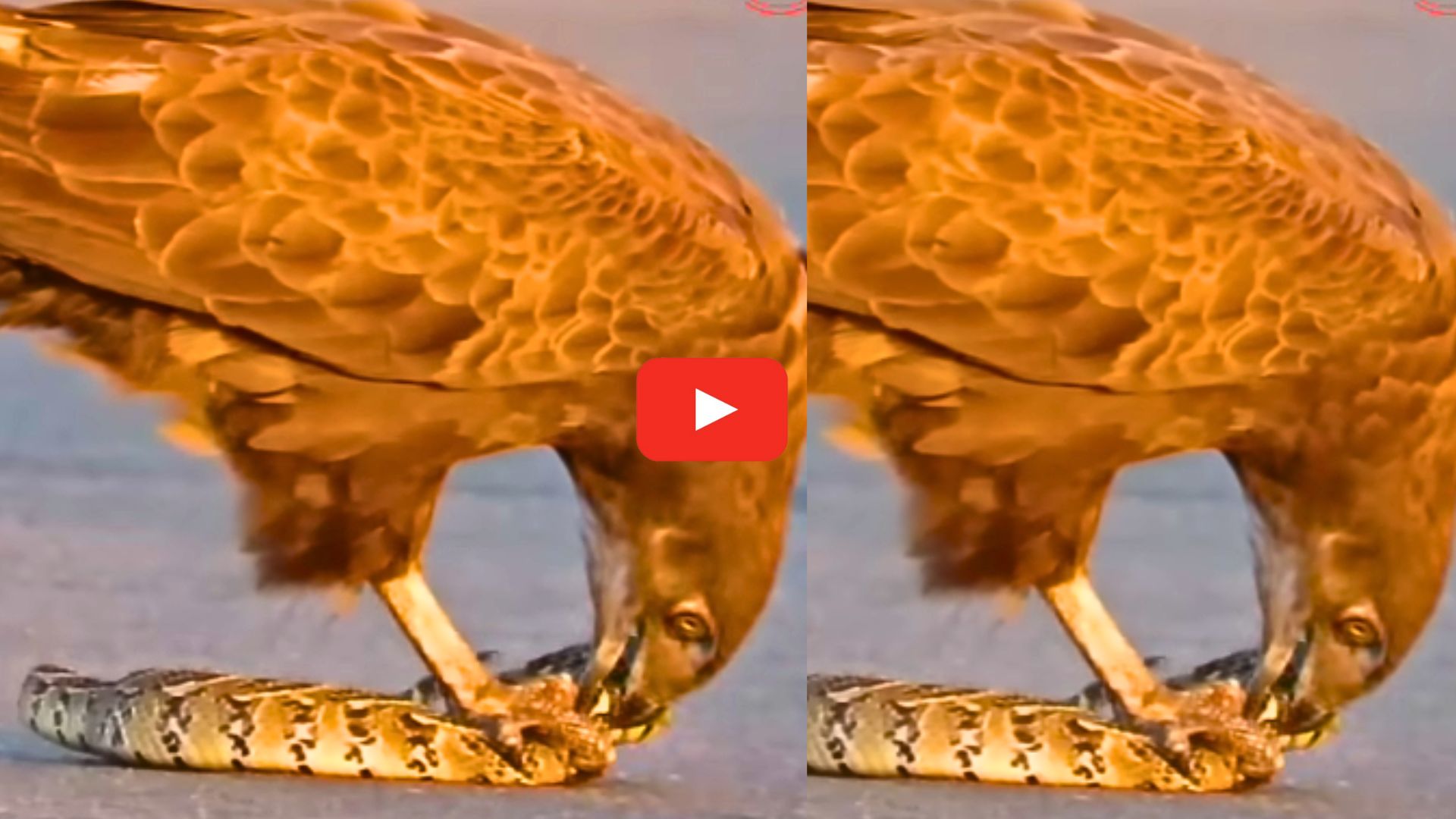 Snake Video: మహాసర్పాన్ని చీల్చి చెండాడిన డేగ.. ఈ దృశ్యాలు చూస్తే షాక్ అవుతారు.. వీడియో.. Snake Video: మహాసర్పాన్ని చీల్చి చెండాడిన డేగ.. ఈ దృశ్యాలు చూస్తే షాక్ అవుతారు.. వీడియో..