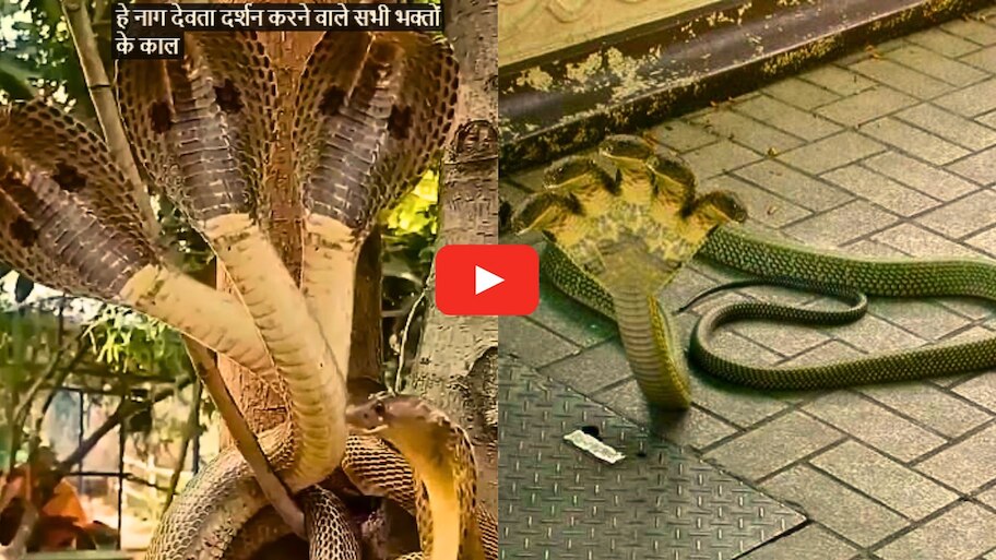 Panchmukhi Nag Video Watch: నాగదేవతాలయంలో దర్శనమిచ్చిన పంచముఖ నాగు.. సంచలనం సృష్టిస్తున్న వీడియో.. 