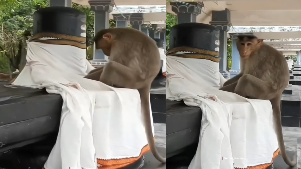 Monkey Video: శ్రావణ మాసం వేళ అద్భుతం.. శివలింగం ముందు ధ్యానం చేస్తూ కూర్చున్న వానరం.. వీడియో ఇదే.. Monkey Video: శ్రావణ మాసం వేళ అద్భుతం.. శివలింగం ముందు ధ్యానం చేస్తూ కూర్చున్న వానరం.. వీడియో ఇదే..