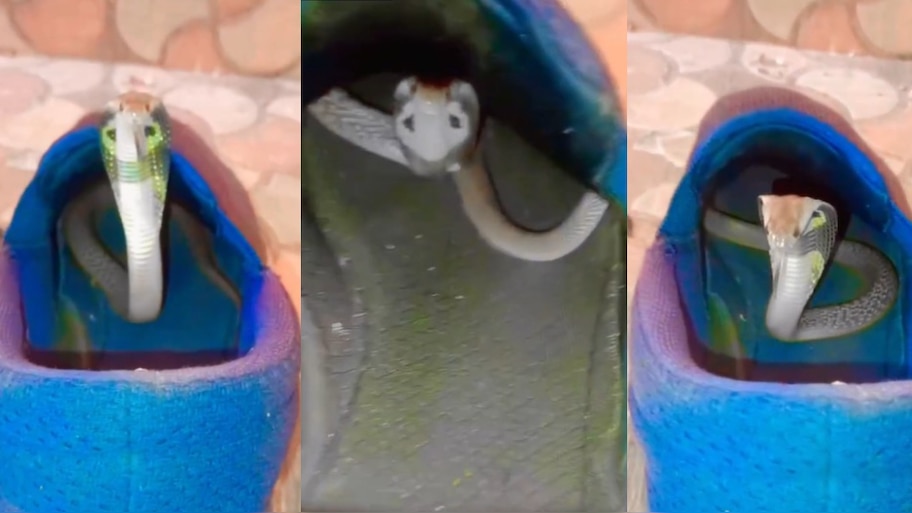 Cobra Snake Video: వామ్మో.. షూస్‌లో సీక్రెట్‌గా నక్కిన నాగు పాము.. బుసలు కొడుతూ హల్ చల్.. వీడియో వైరల్..