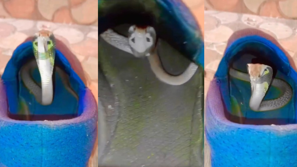 Cobra Snake Video: వామ్మో.. షూస్లో సీక్రెట్గా నక్కిన నాగు పాము.. బుసలు కొడుతూ హల్ చల్.. వీడియో వైరల్.. Cobra Snake Video: వామ్మో.. షూస్లో సీక్రెట్గా నక్కిన నాగు పాము.. బుసలు కొడుతూ హల్ చల్.. వీడియో వైరల్..