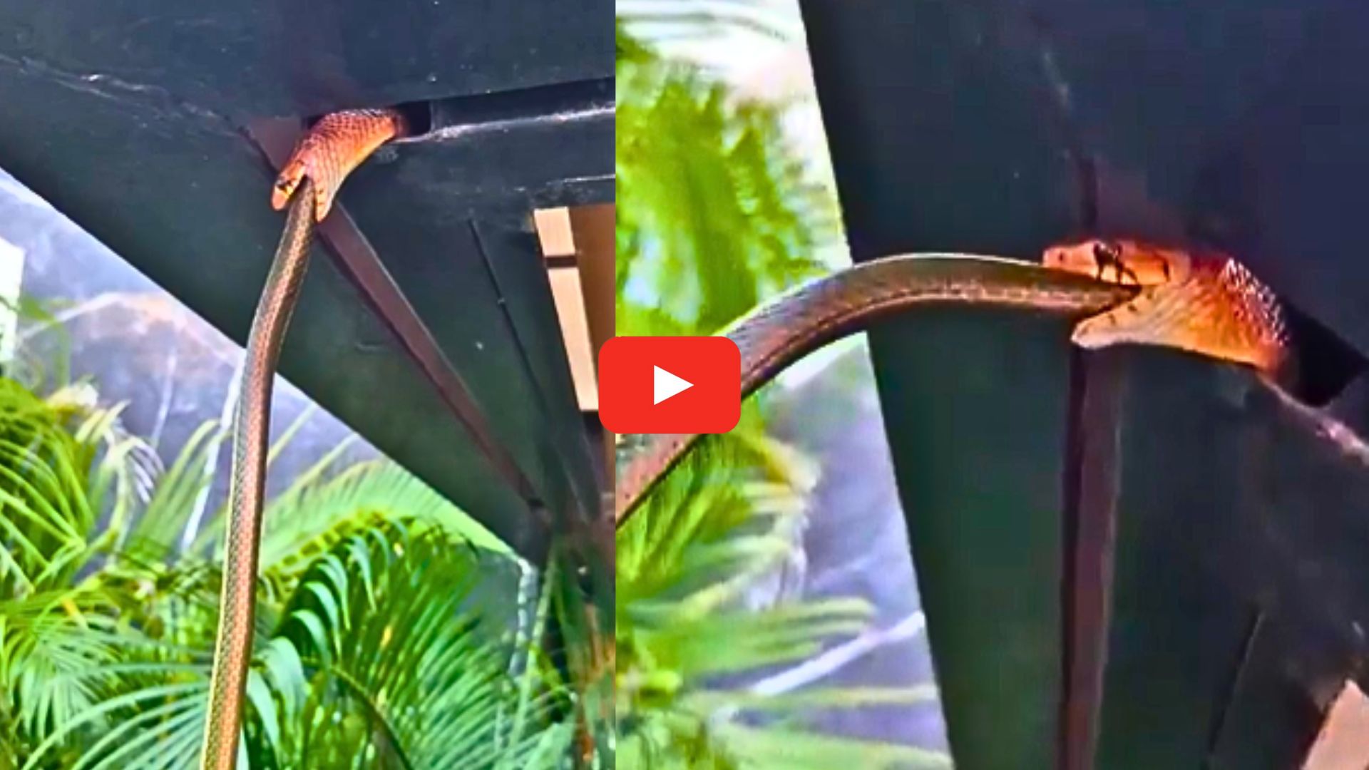 Giant Snake Video: వామ్మో.. ఒక పాము మరో పాము ఎలా తింటుందో చూడండి.. వింత వీడియో.. Giant Snake Video: వామ్మో.. ఒక పాము మరో పాము ఎలా తింటుందో చూడండి.. వింత వీడియో..