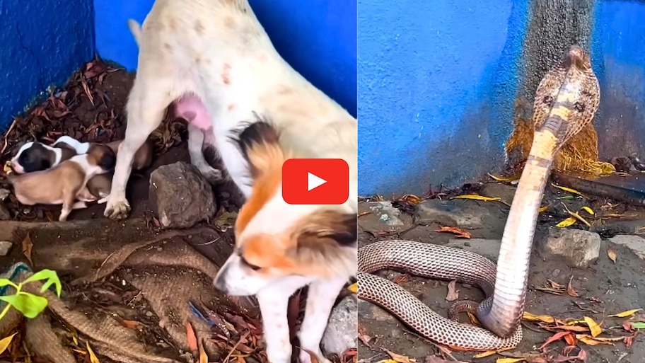 Giant King Cobra Video: తల్లి ప్రేమంటే ఇది.. కుక్క తన పిల్లలను నాగుపాము నుంచి రక్షించేందుకు భీకర పోరాటం.. వీడియో మీకోసమే..