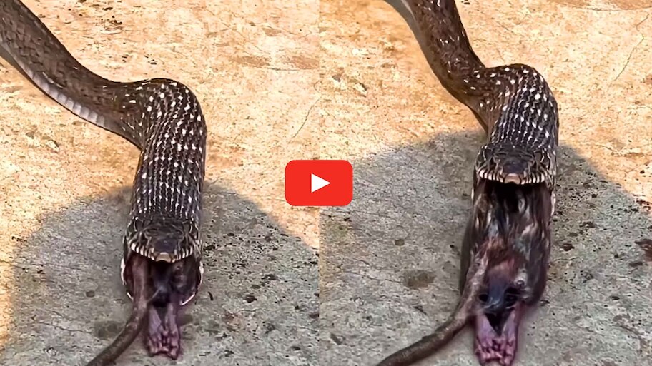 Giant Snake Video: వామ్మో.. ఒక్కసారిగా ఎలుకను మింగిన పాము.. ఏం చేసిందో చూడండి.. వీడియో ఇదే..