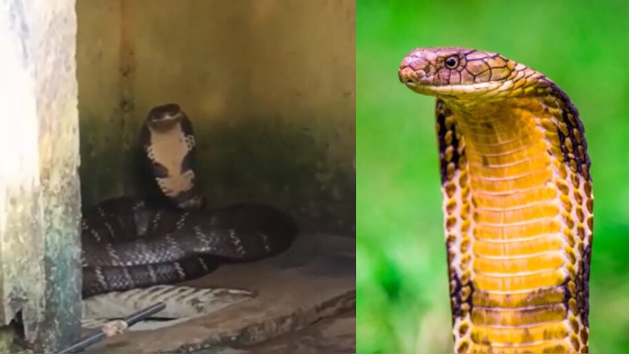 King Cobra Snake Video: వామ్మో.. వాష్ రూమ్‌లో నక్కి కూర్చున్న.. 16 అడుగుల భారీ కింగ్ కోబ్రా.. వీడియో వైరల్..