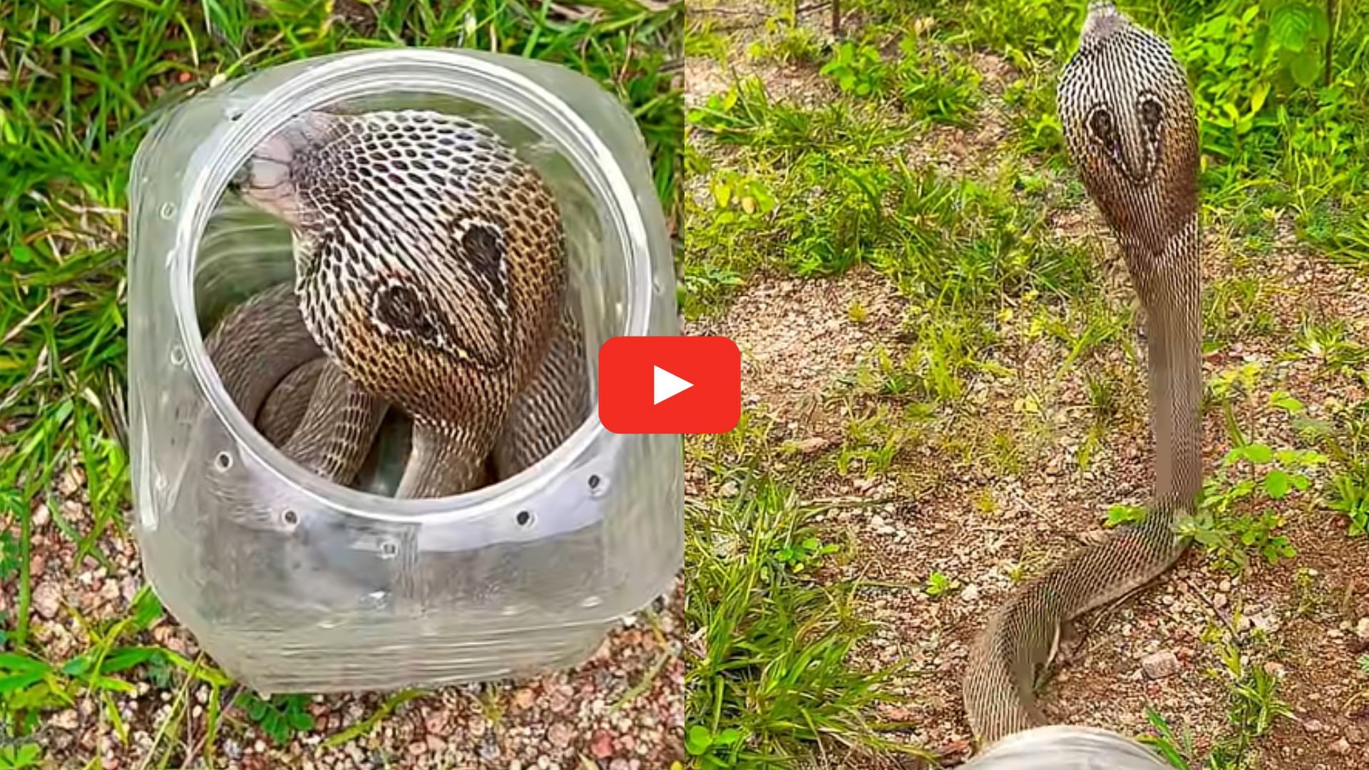Snake Rescue Video: స్నేక్ రెస్క్యూ టీమ్ షేర్ చేసిన అరుదైన వీడియో.. వామ్మె ఆ పాము ఎలా ఉందో చూడండి.. Snake Rescue Video: స్నేక్ రెస్క్యూ టీమ్ షేర్ చేసిన అరుదైన వీడియో.. వామ్మె ఆ పాము ఎలా ఉందో చూడండి..