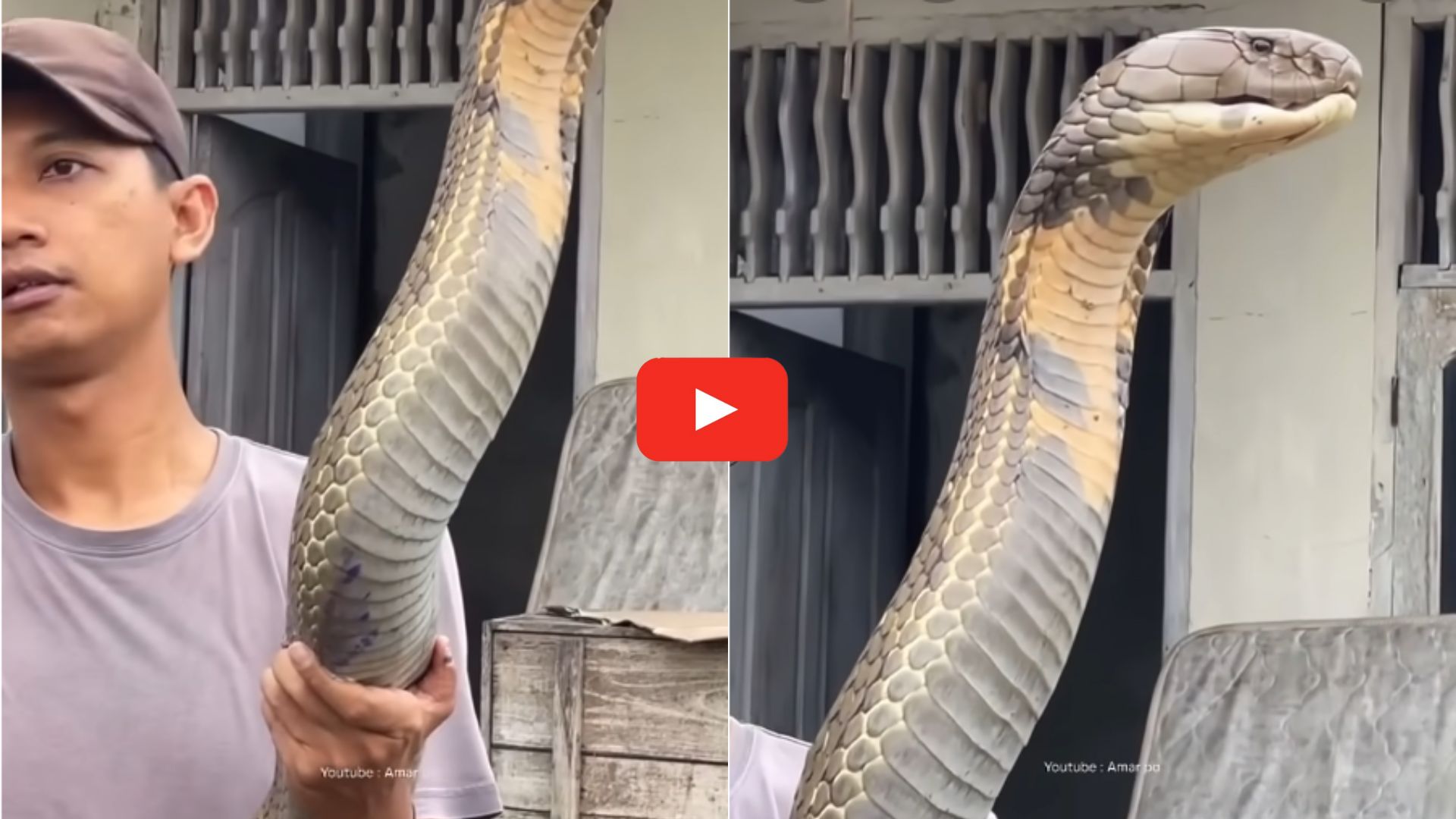 Rare King Cobra Video: ఓరేయ్ అది ఆట బొమ్మ కాదురా.. ప్రాణాలు తీసే రాజ నాగురా.. వీడియో.. Rare King Cobra Video: ఓరేయ్ అది ఆట బొమ్మ కాదురా.. ప్రాణాలు తీసే రాజ నాగురా.. వీడియో..