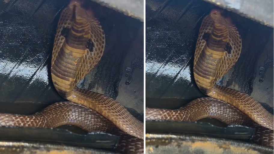 Snake Video: కారు టైర్‌లో దూరి దాక్కున్న నాగు పాము.. పడగ విప్పి బుసలు కొడుతూ మరీ.!. ఒళ్లు గగుర్పొడిచే వీడియో..