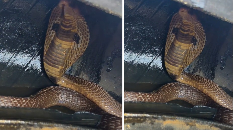 Snake Video: కారు టైర్లో దూరి దాక్కున్న నాగు పాము.. పడగ విప్పి బుసలు కొడుతూ మరీ.!. ఒళ్లు గగుర్పొడిచే వీడియో.. Snake Video: కారు టైర్లో దూరి దాక్కున్న నాగు పాము.. పడగ విప్పి బుసలు కొడుతూ మరీ.!. ఒళ్లు గగుర్పొడిచే వీడియో..