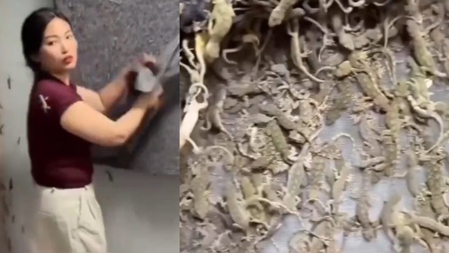 Lizard Video Viral:  ఇదెక్కడి విడ్డూరం.. వందల కొద్ది బల్లుల్ని ఇంట్లో పెంచుకుంటున్న యువతి.. వీడియో చూస్తే షాక్..